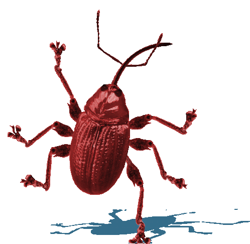 image of dancing weevil